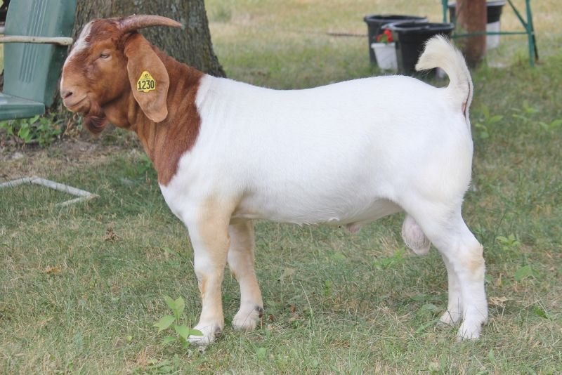 Bear Creek BC M1230 Traveler - Boer Goat Buck