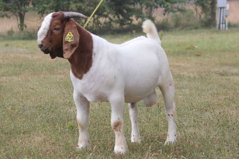 Bear Creek BC N1258 - Boer Goat Buck