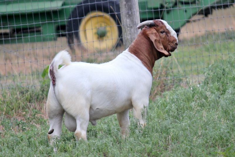 Bear Creek BC N1258 - Boer Goat Buck