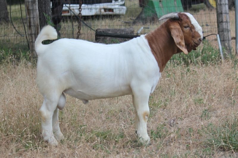 Bear Creek BC N1258 - Boer Goat Buck