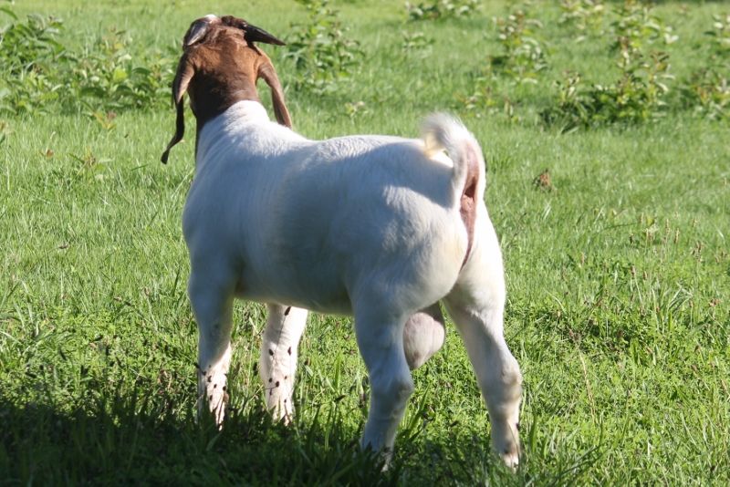 Bear Creek BC N1264 - Boer Goat Buck