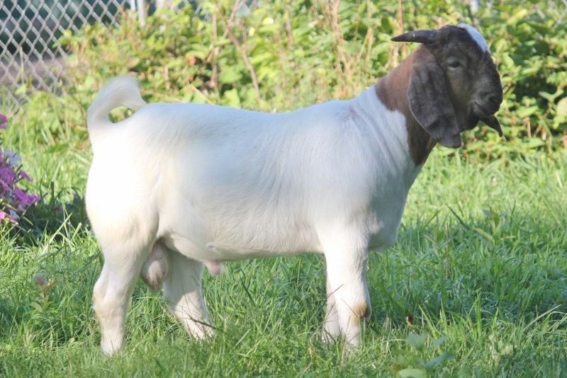 Bear Creek BC N1264 - Boer Goat Buck