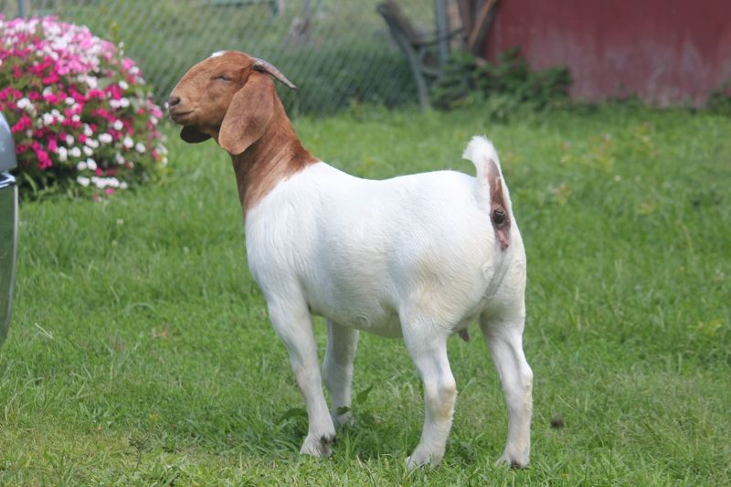 Bear Creek BC M1239 - Boer Goat Doe