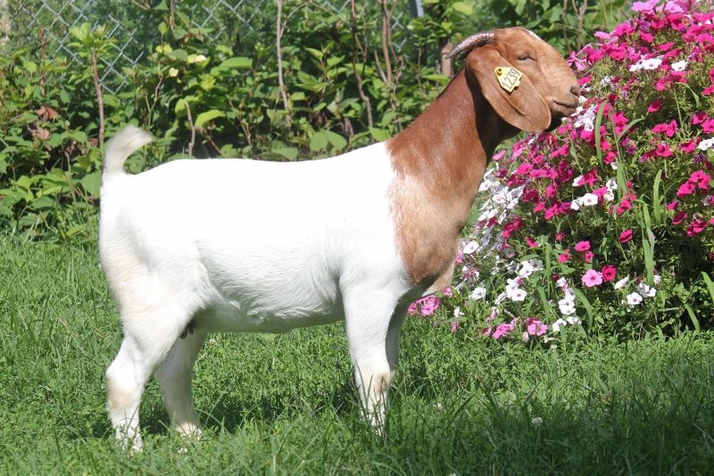 Bear Creek BC M1239 - Boer Goat Doe