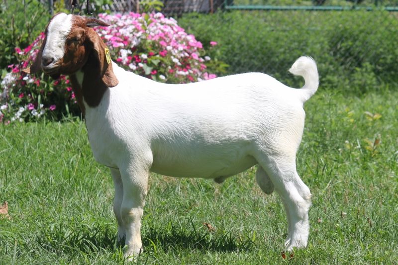 Bear Creek BC N1270 - Boer Goat Buck