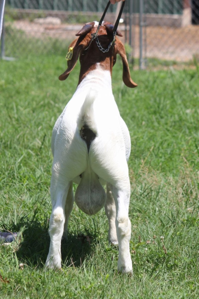 Bear Creek BC N1270 - Boer Goat Buck