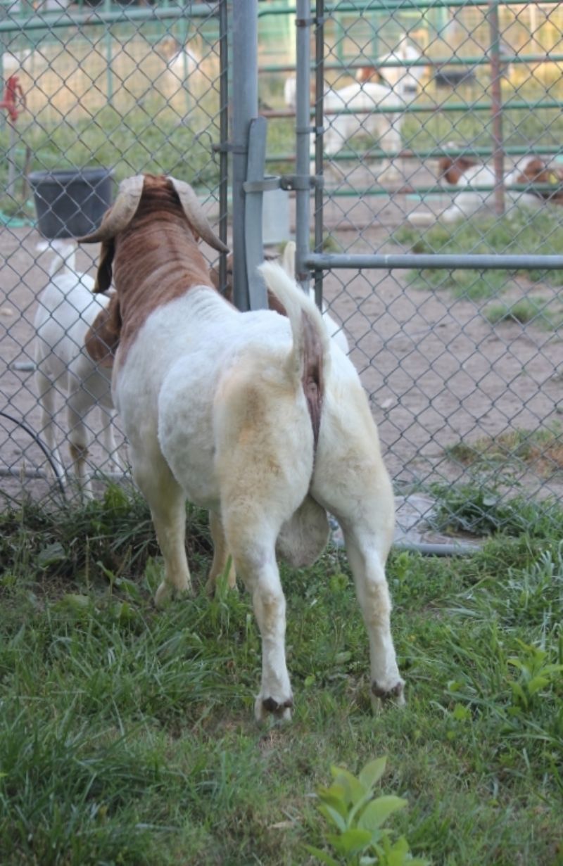 Bear Creek BC L1201 Argos Karma - Boer Goat Buck