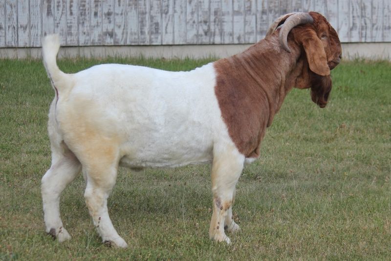 Bear Creek BC L1201 Argos Karma - Boer Goat Buck