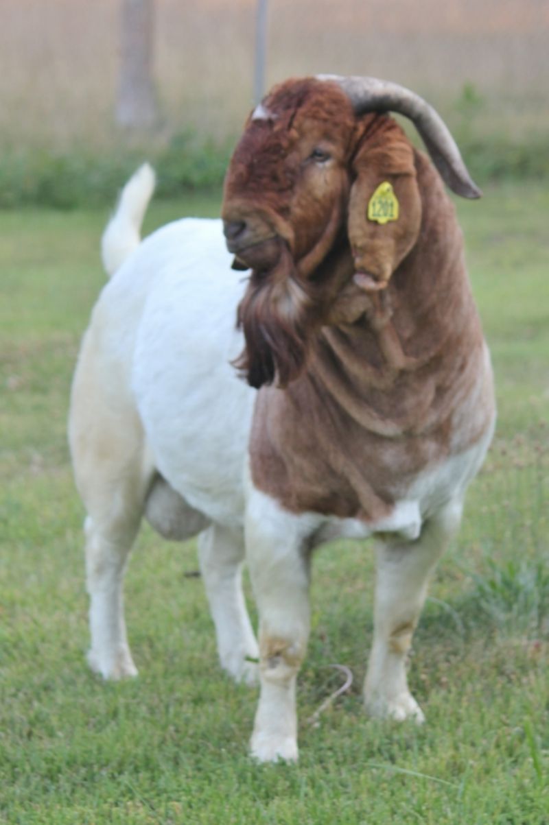 Bear Creek BC L1201 Argos Karma - Boer Goat Buck