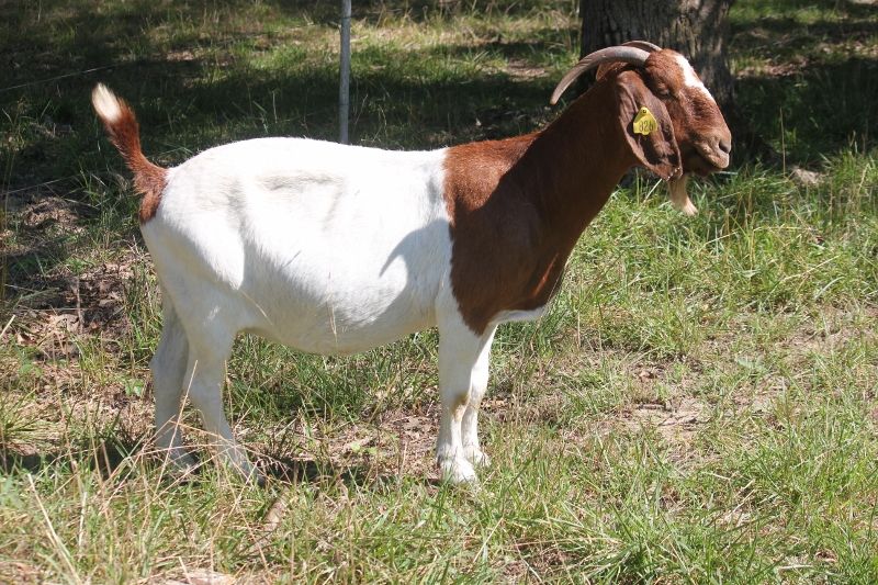 Bear Creek BC D826 Gator's Scarlett - Boer Goat Doe