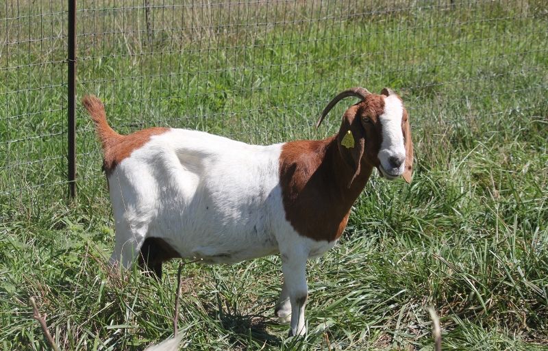 Bear Creek BC F928 Thunder's Autumn Sun - Boer Goat Doe