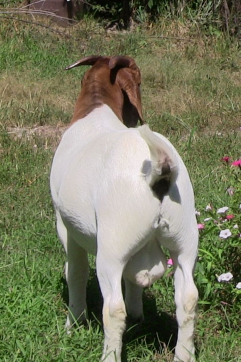 Bear Creek BC N1273 - Boer Goat Buck