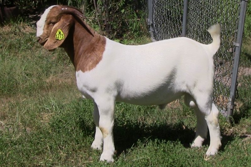 Bear Creek BC N1273 - Boer Goat Buck