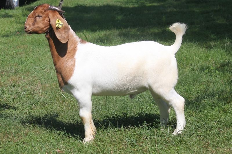 Bear Creek BC N1268 - Boer Goat Buck
