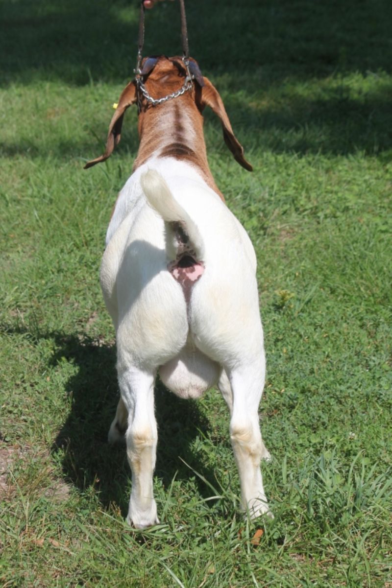 Bear Creek BC N1268 - Boer Goat Buck