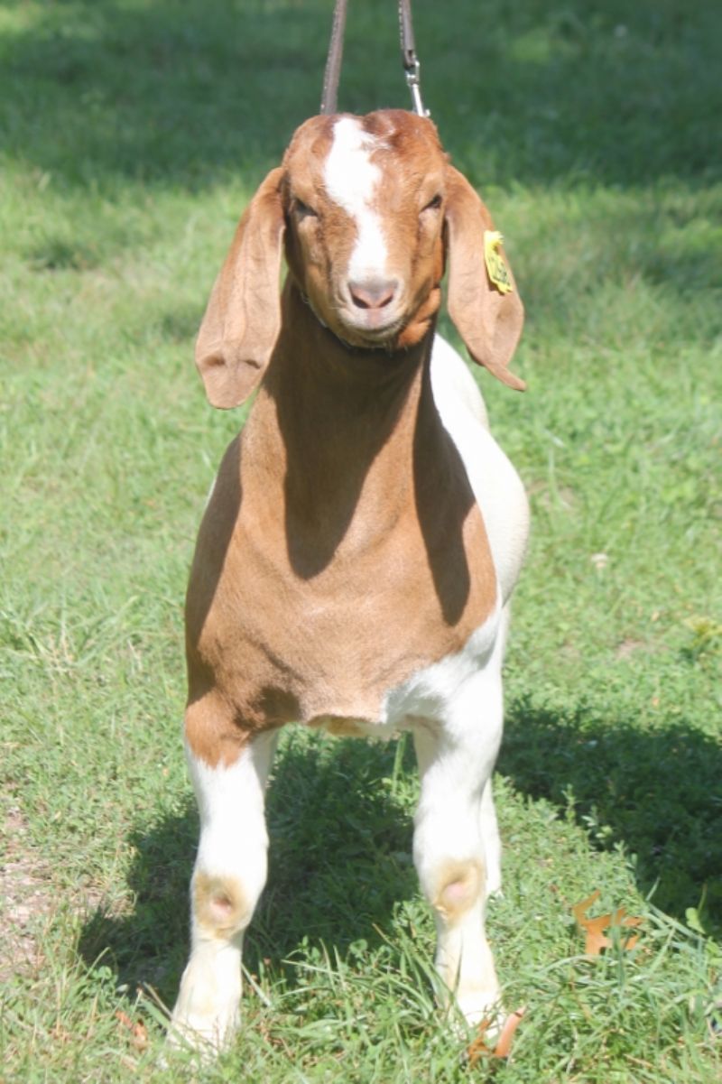 Bear Creek BC N1268 - Boer Goat Buck