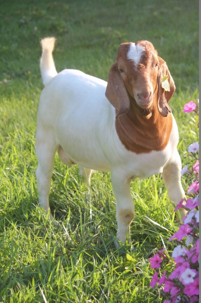 Bear Creek BC N1269 - Boer Goat Buck