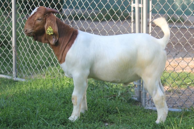 Bear Creek BC N1269 - Boer Goat Buck