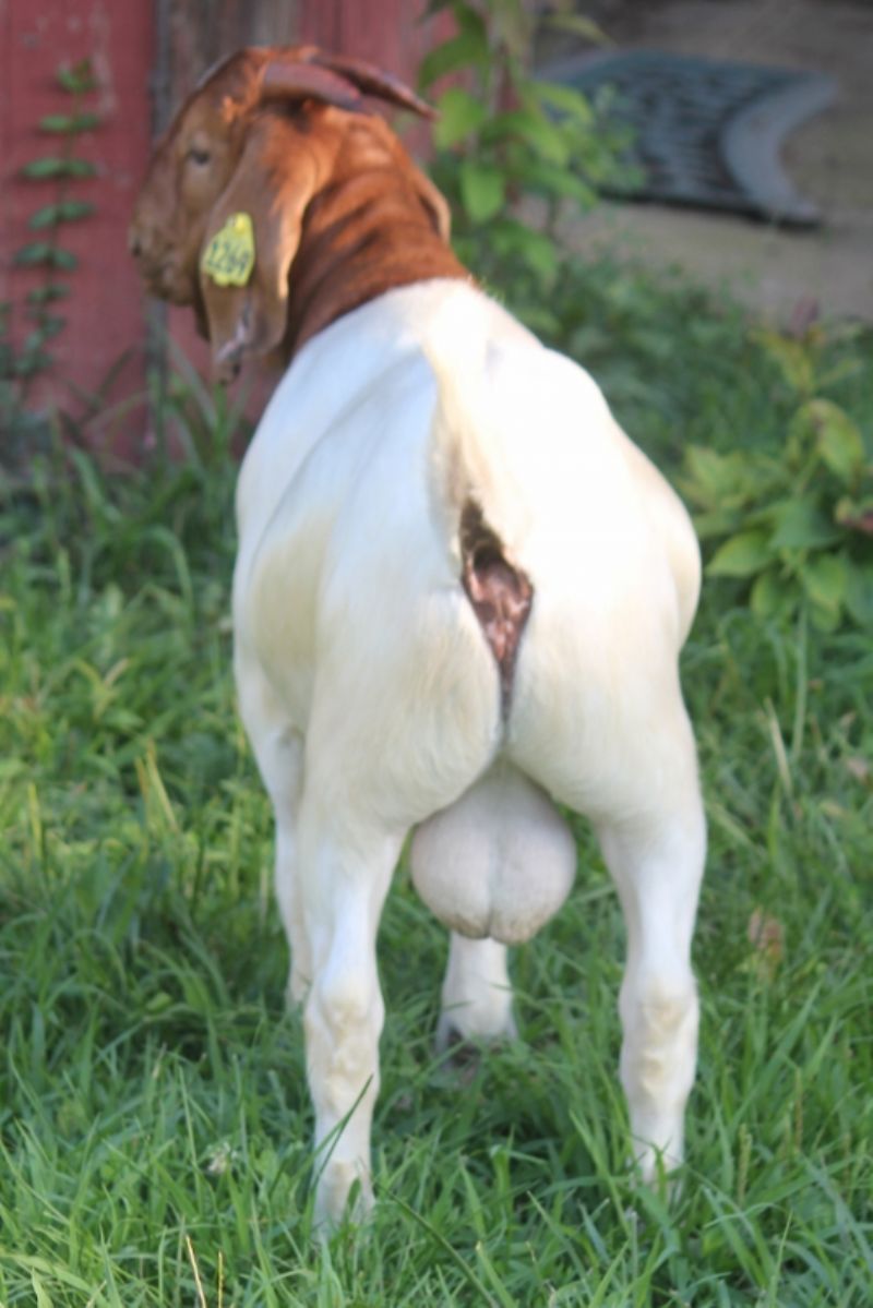Bear Creek BC N1269 - Boer Goat Buck