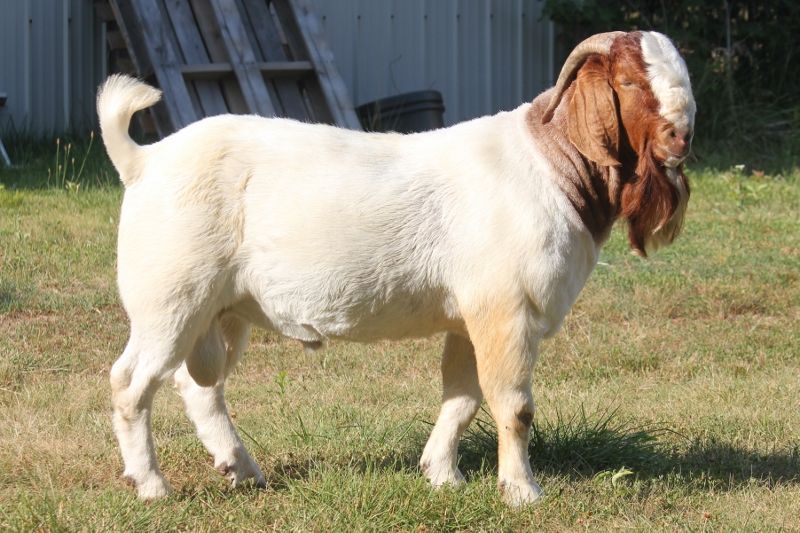Bear Creek BC L1193 Main Man - Boer Goat Buck