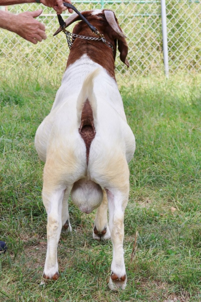 Bear Creek BC M1234 Country Boy - Boer Goat Buck