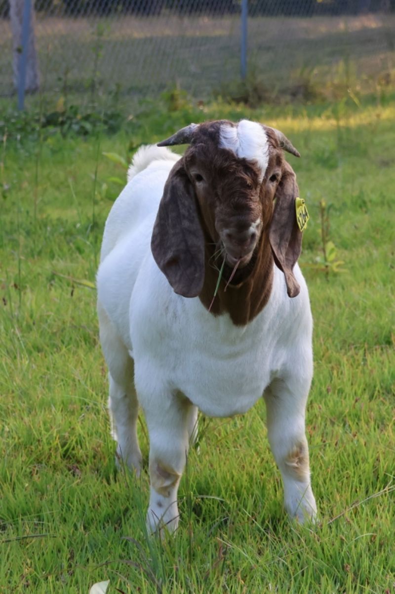 Bear Creek BC N1264 - Boer Goat Buck