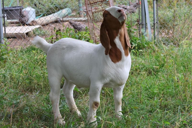 Bear Creek BC  Wether #2 Born 1 January 2023 - Boer Goat Wether