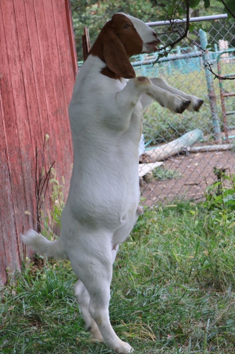Bear Creek BC  Wether #2 Born 1 January 2023 - Boer Goat Wether