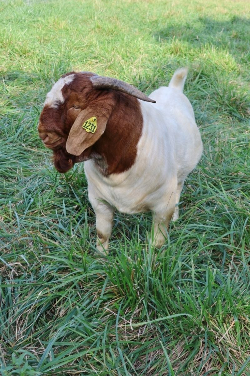 Bear Creek BC M1231 - Boer Goat Buck