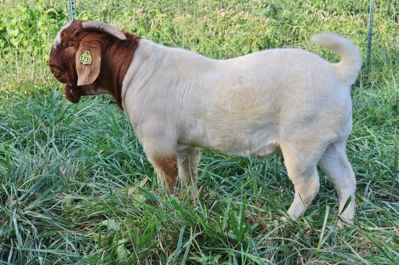 Bear Creek BC M1231 - Boer Goat Buck