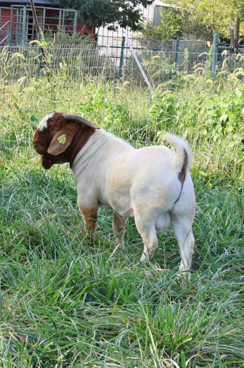 Bear Creek BC M1231 - Boer Goat Buck