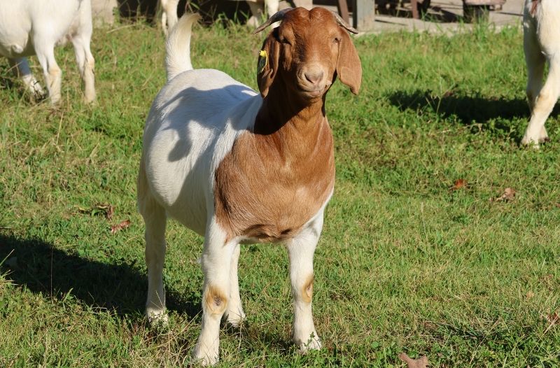 Bear Creek BC M1238 AND 1239 - Boer Goat Doe