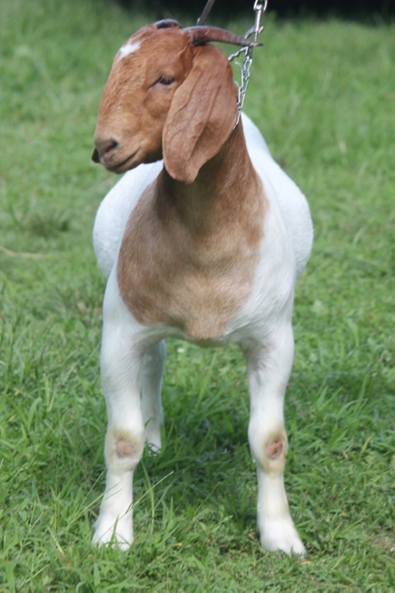 Bear Creek BC M1239 - Boer Goat Doe