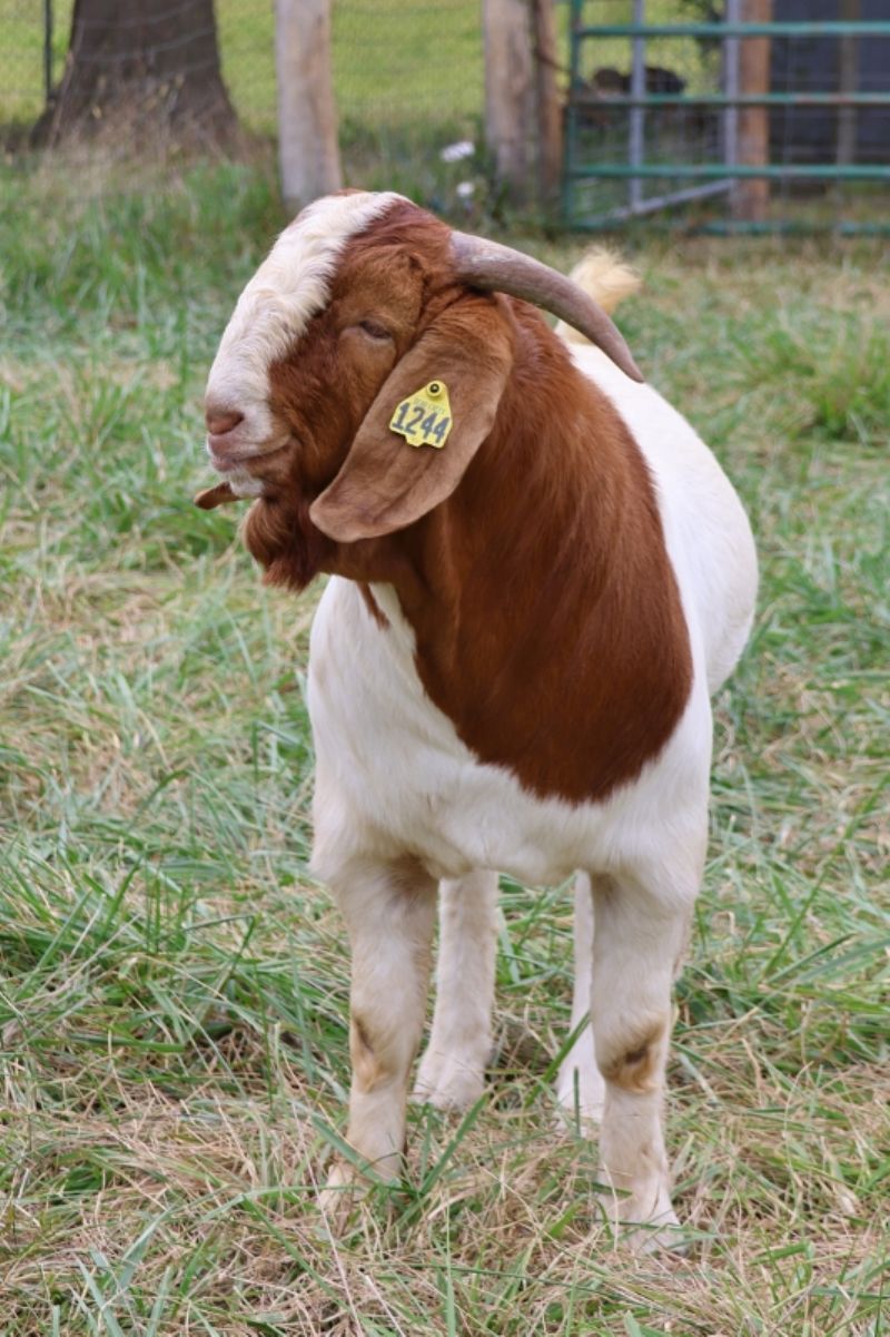 Bear Creek BC M1244 - Boer Goat Buck