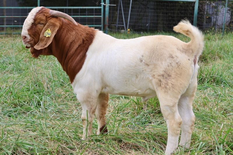 Bear Creek BC M1244 - Boer Goat Buck