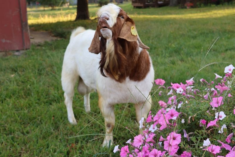 Bear Creek BC L1193 Main Man - Boer Goat Buck