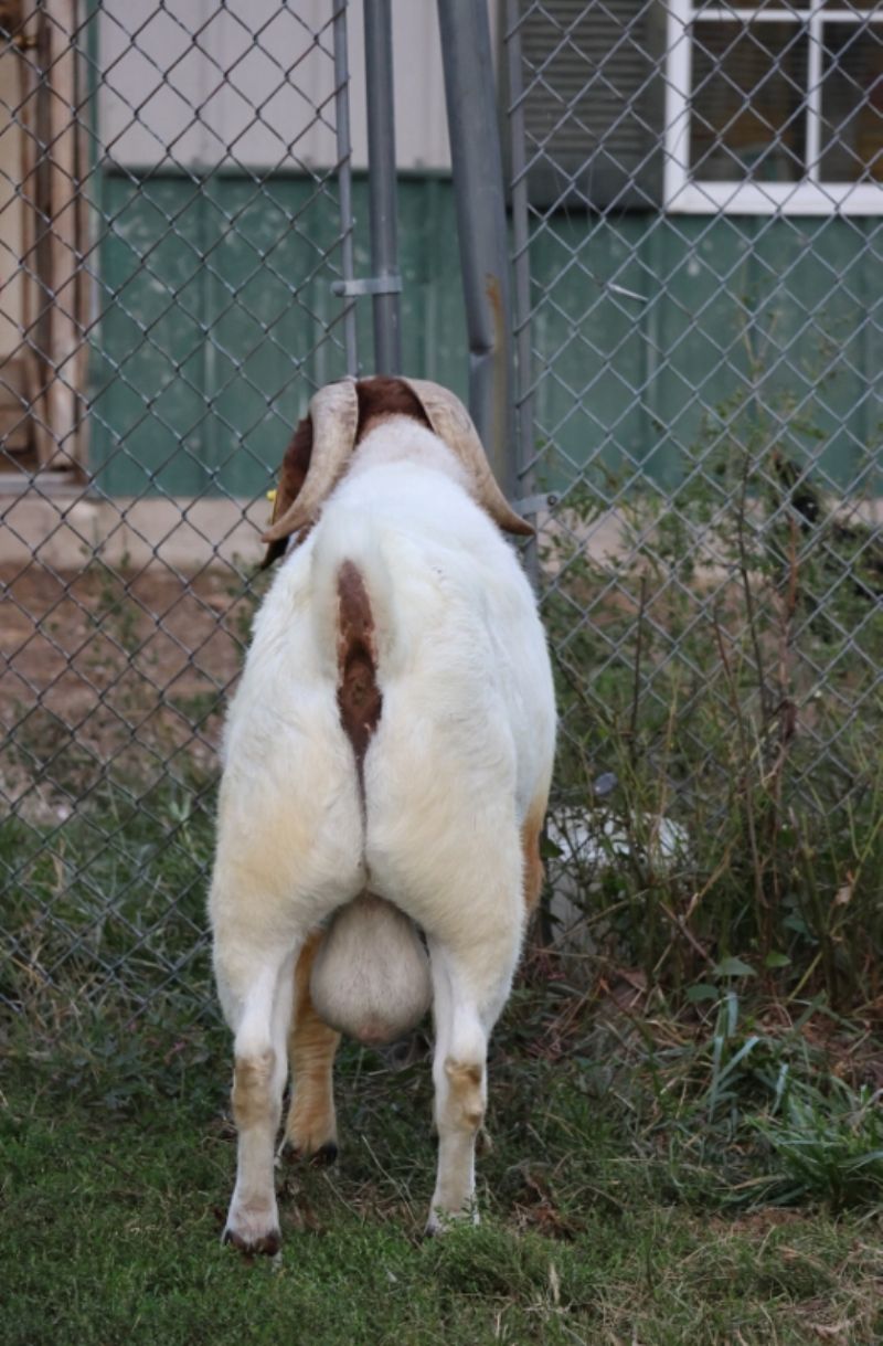 Bear Creek BC L1193 Main Man - Boer Goat Buck