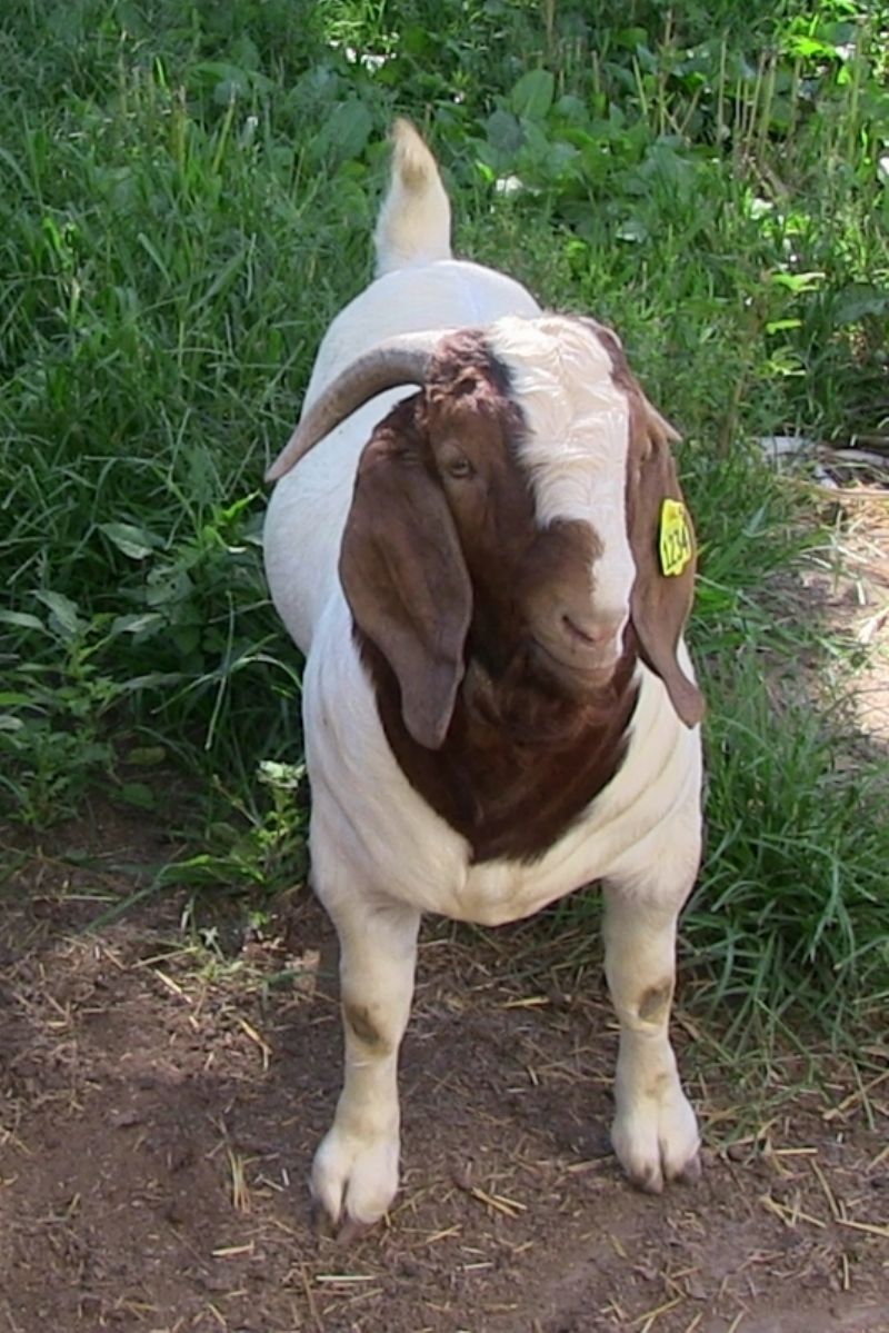Bear Creek BC M1234 Country Boy - Boer Goat Buck