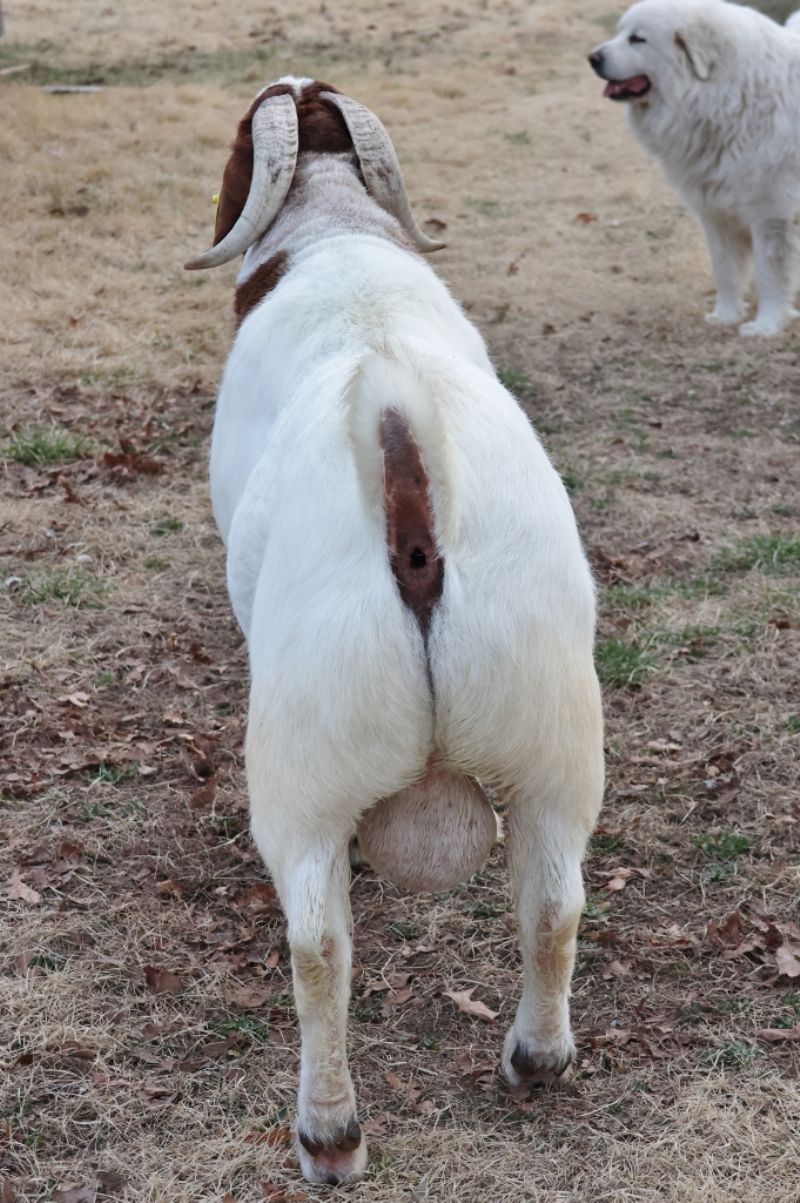 Bear Creek BC L1193 Main Man - Boer Goat Buck