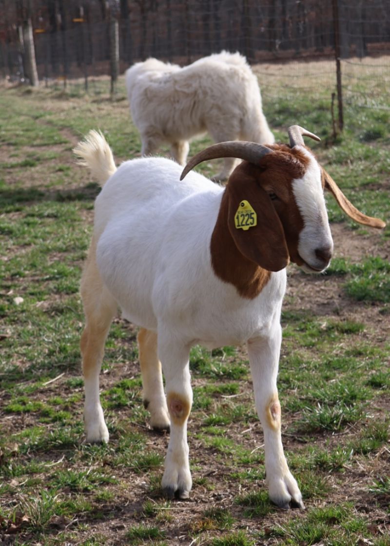 Bear Creek BC N1225 - Boer Goat Doe