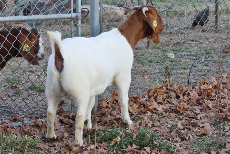 Bear Creek BC N1263 - Boer Goat Doe