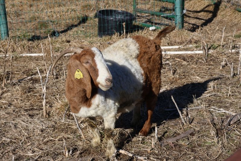 Bear Creek BC F928 - Boer Goat Doe