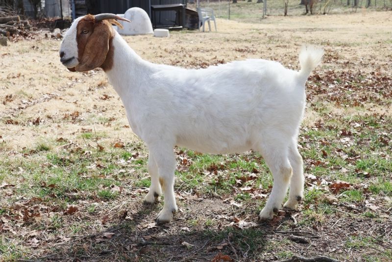 Bear Creek BC M1222 - Boer Goat Doe