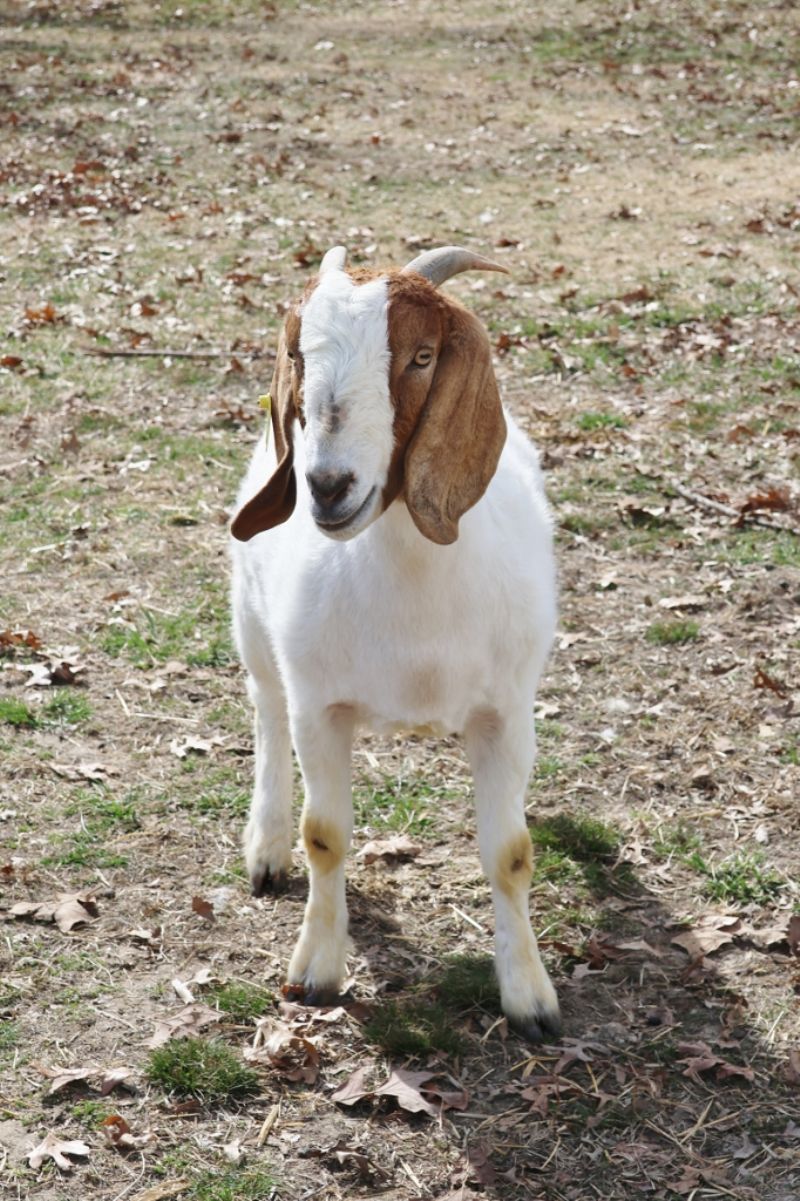 Bear Creek BC M1222 - Boer Goat Doe