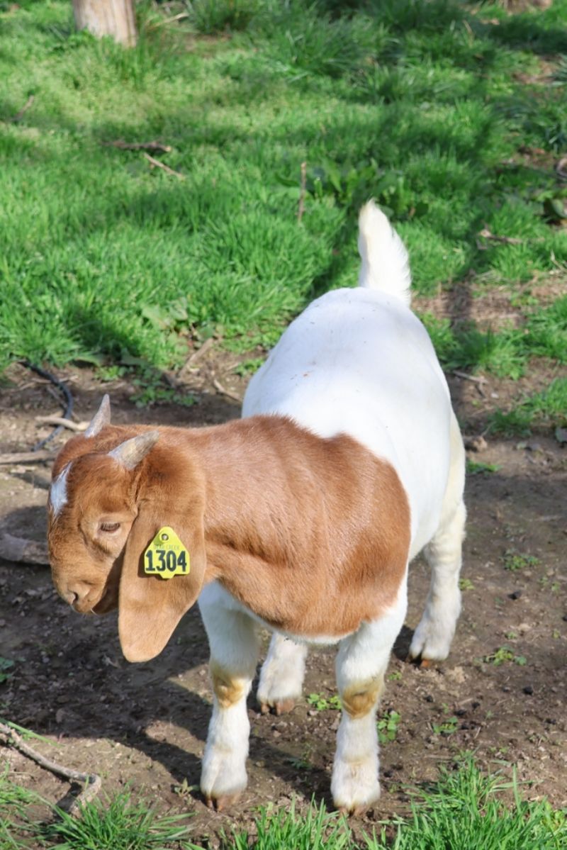 Bear Creek BC N1304 - Boer Goat Buck