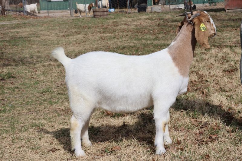 Bear Creek BC N1265 - Boer Goat Doe