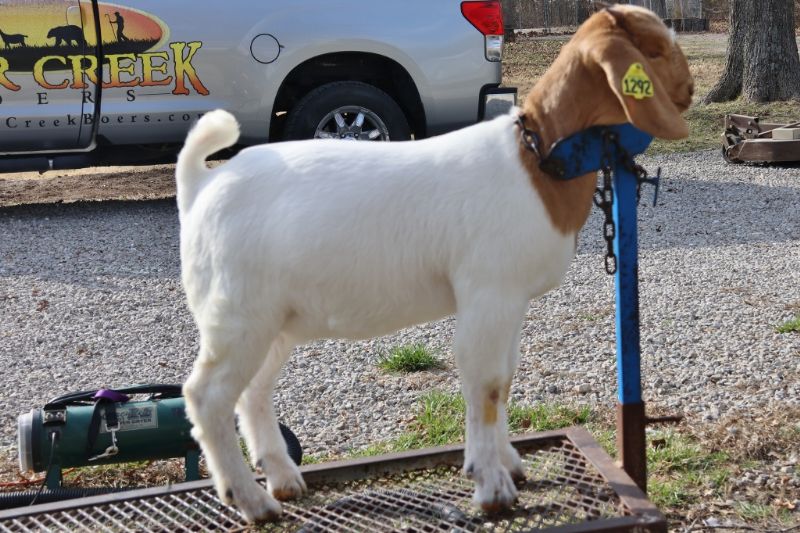 Bear Creek BC N1292 - Boer Goat Doe
