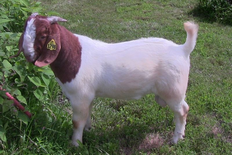 Bear Creek BC N1298 - Boer Goat Buck