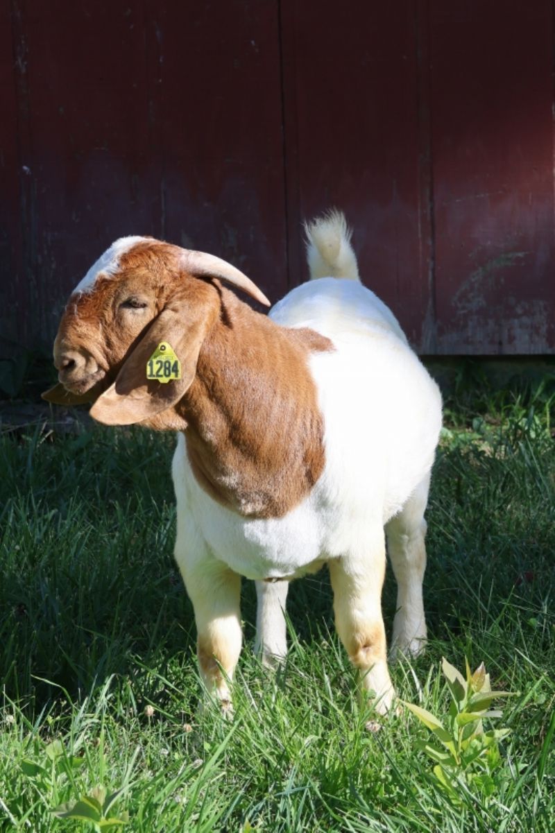 Bear Creek BC N1284 Legend - Boer Goat Buck