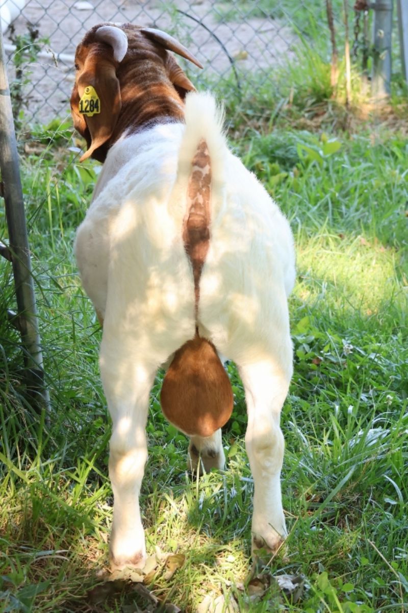 Bear Creek BC N1284 Legend - Boer Goat Buck